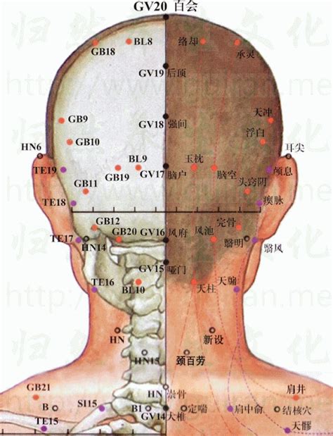 腦門穴|人體穴位大全——腦戶穴：頭痛失眠、癲癇、項強枕神經痛等